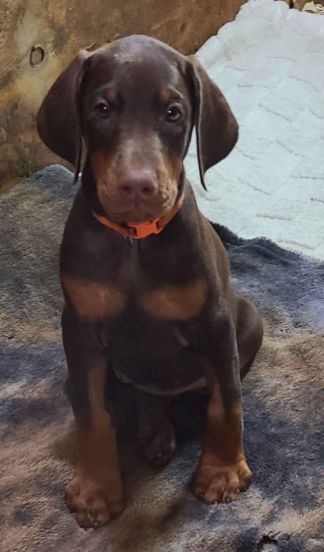 Doberman Pinscher Puppies media 20