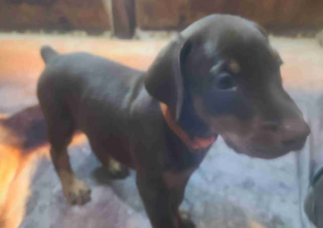 Doberman Pinscher Puppies media 21