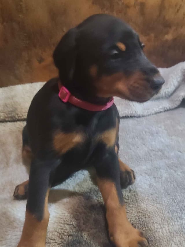 Doberman Pinscher Puppies media 22