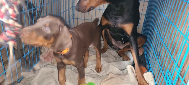 Doberman Pinscher Puppies media 23