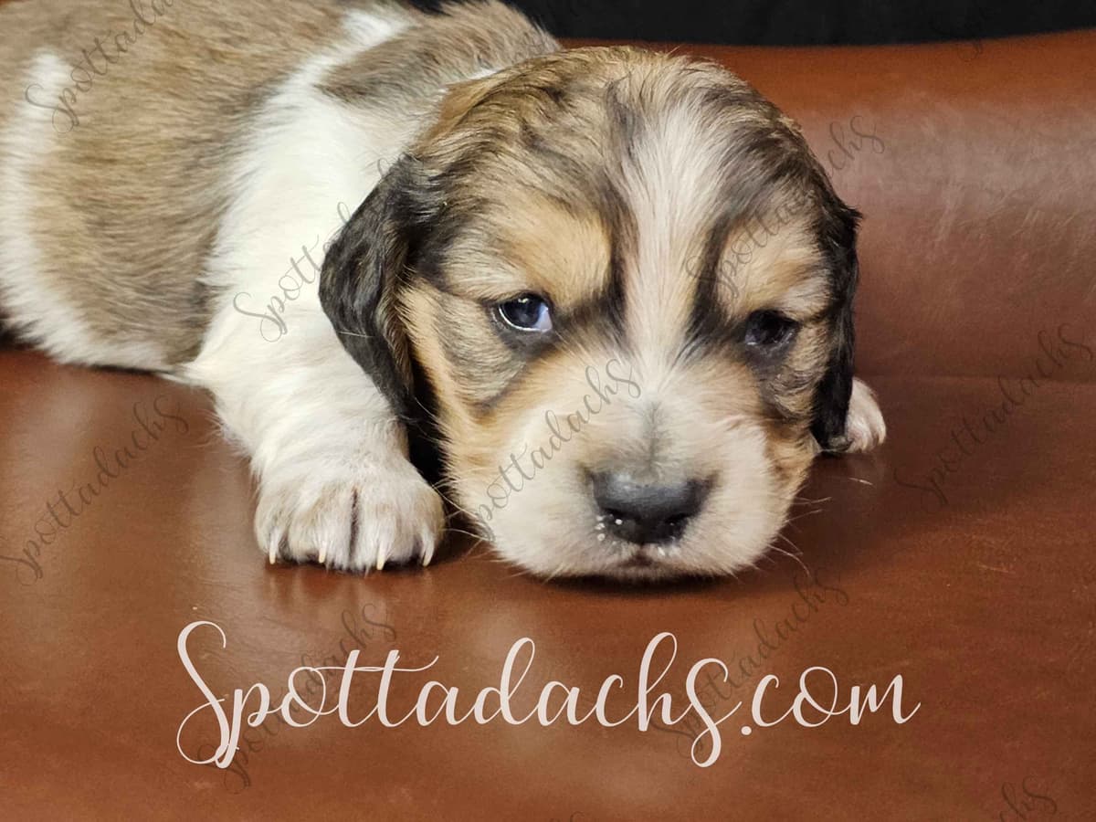 Lifetime Genetic Guarentee and support + live puppy cams breeder image 3