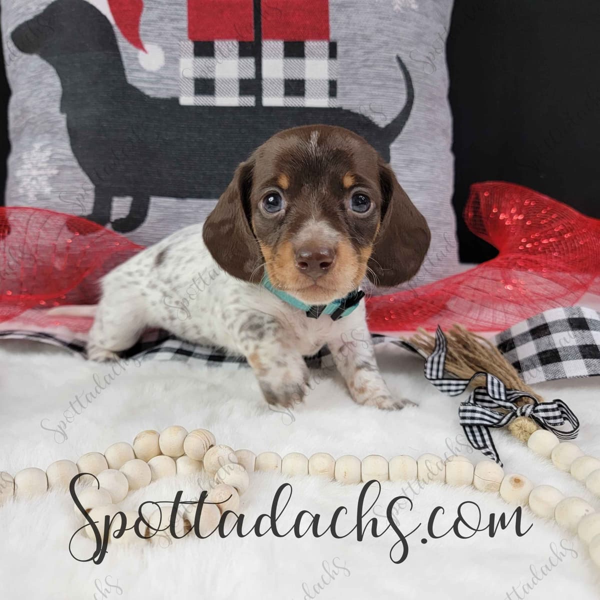 Lifetime Genetic Guarentee and support + live puppy cams breeder image 4