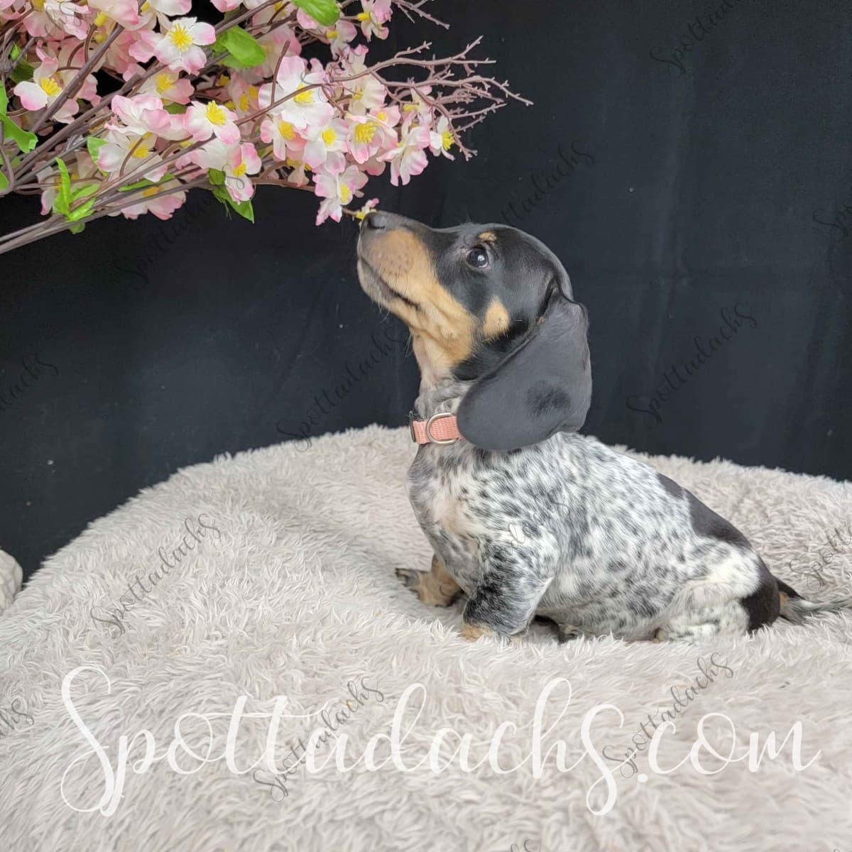 Lifetime Genetic Guarentee and support + live puppy cams breeder image 5