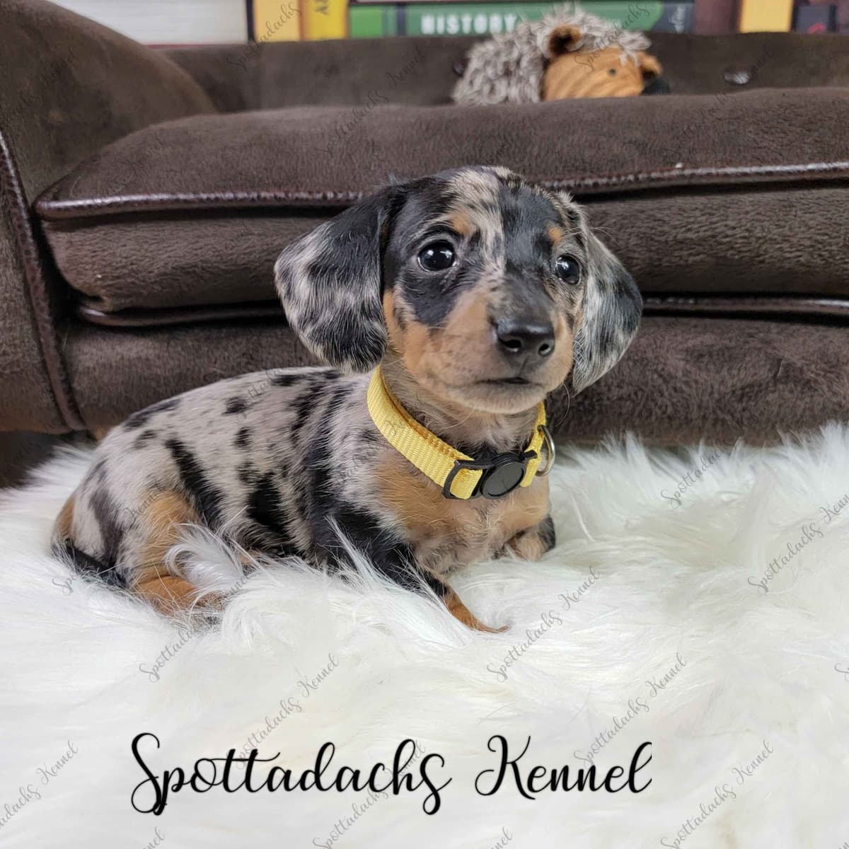 Lifetime Genetic Guarentee and support + live puppy cams breeder image 7