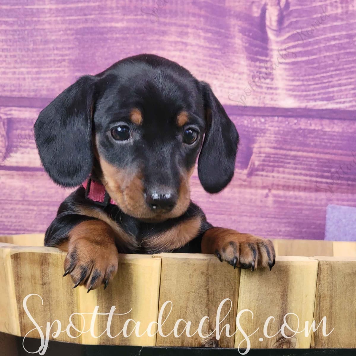 Lifetime Genetic Guarentee and support + live puppy cams breeder image 8
