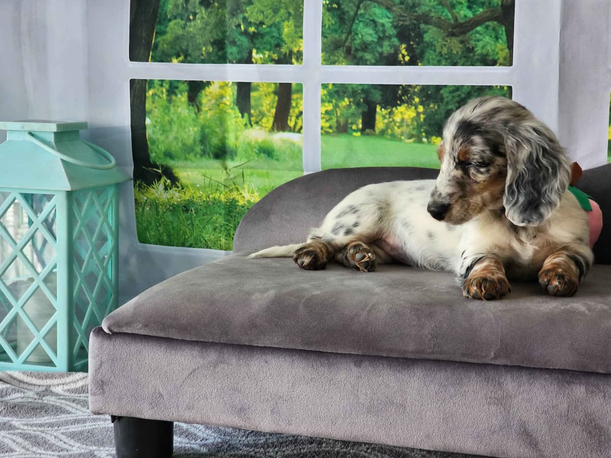 Lifetime Genetic Guarentee and support + live puppy cams breeder image 9