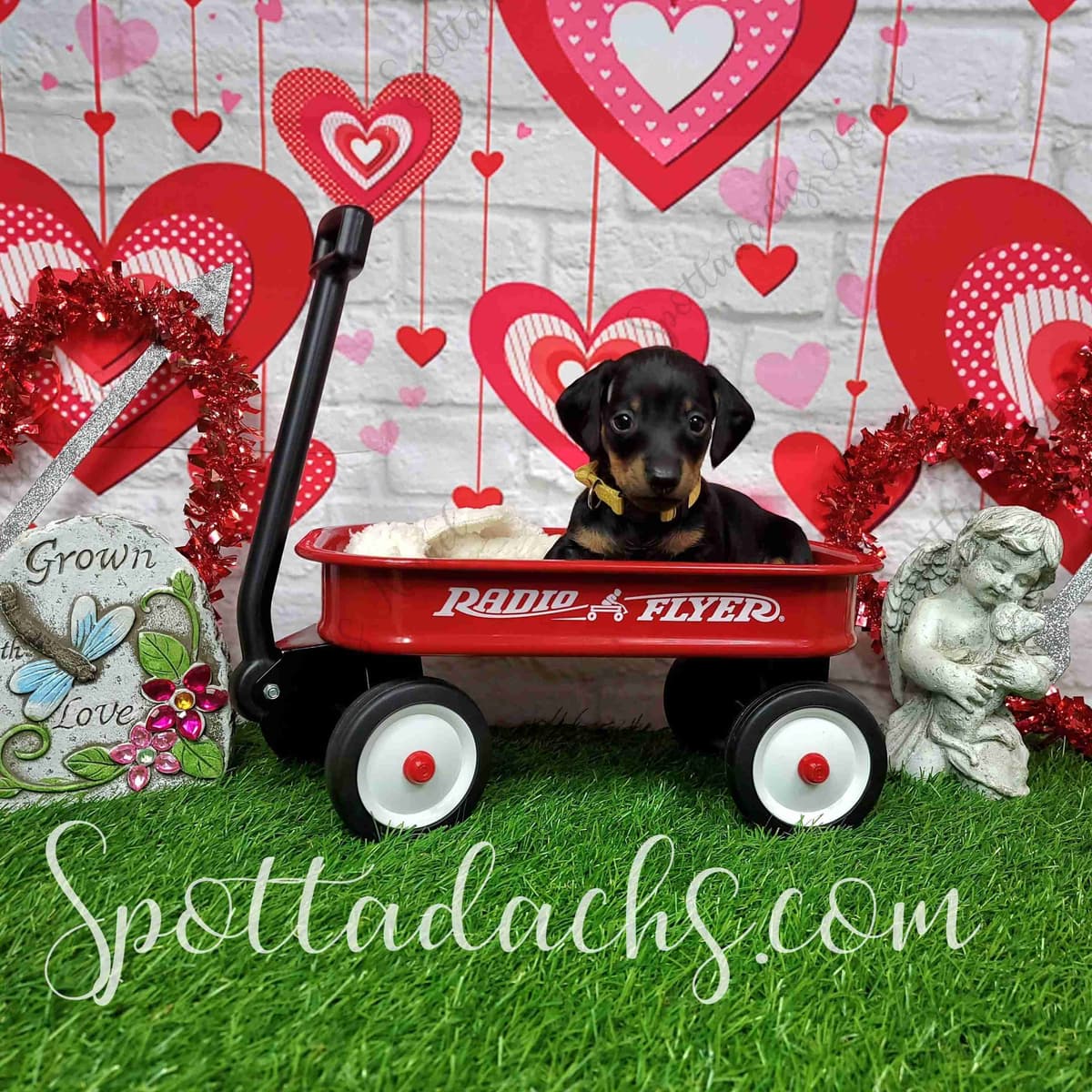 Lifetime Genetic Guarentee and support + live puppy cams breeder image 10