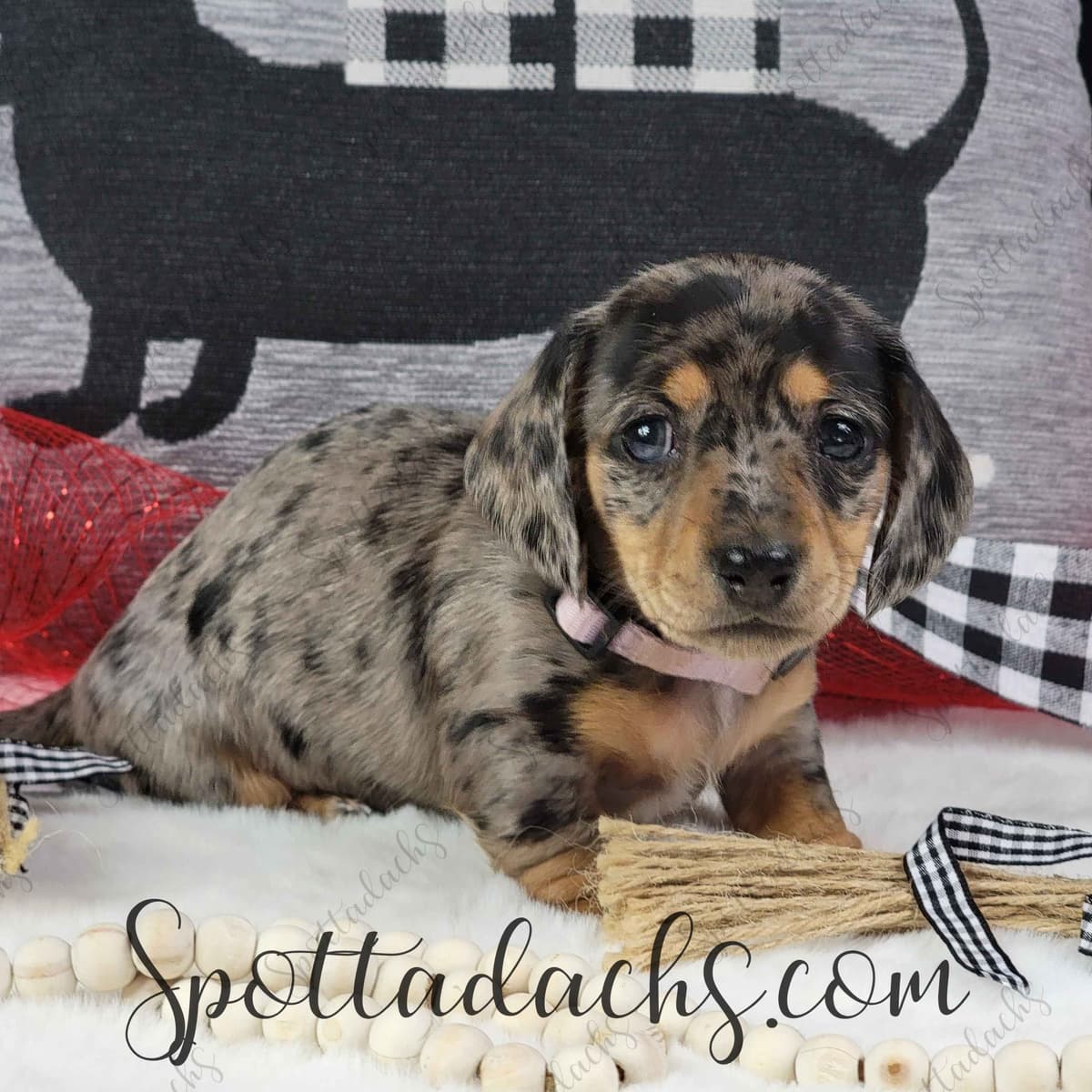 Lifetime Genetic Guarentee and support + live puppy cams breeder image 11