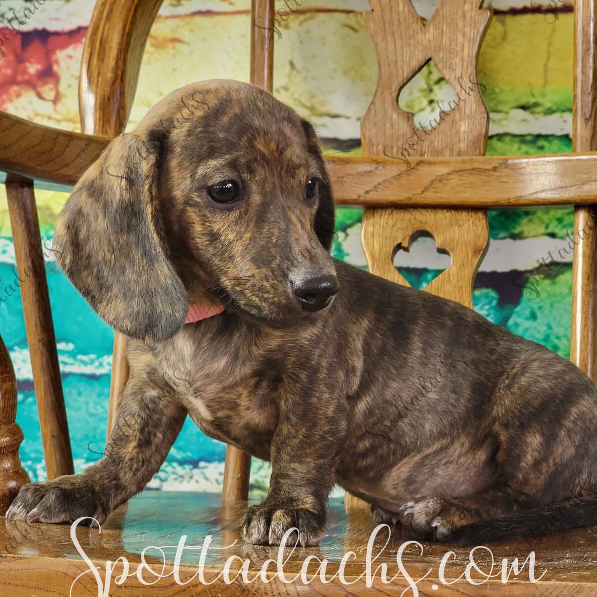 Lifetime Genetic Guarentee and support + live puppy cams breeder image 13