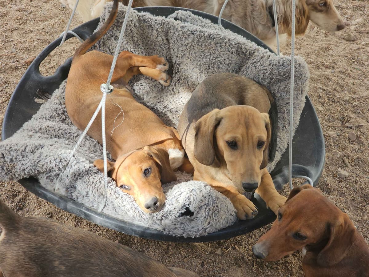 Lifetime Genetic Guarentee and support + live puppy cams breeder image 12