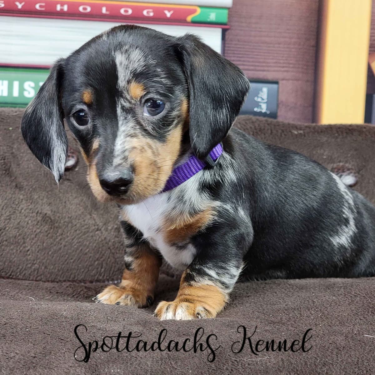 Lifetime Genetic Guarentee and support + live puppy cams breeder image 14