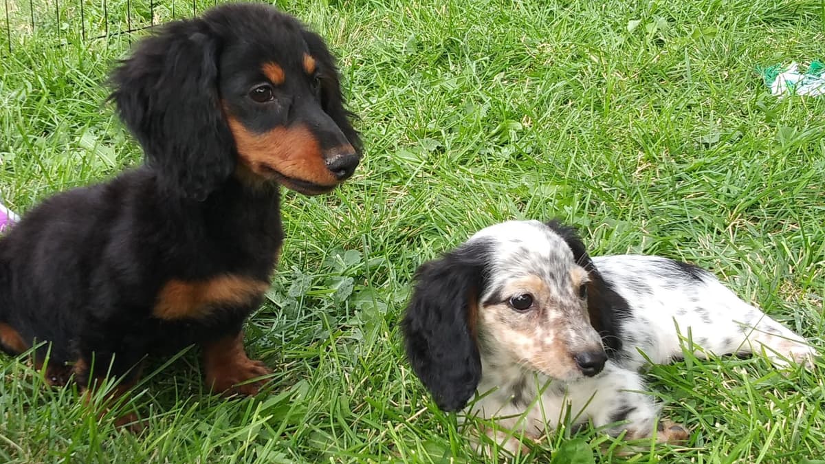 Lifetime Genetic Guarentee and support + live puppy cams breeder image 15