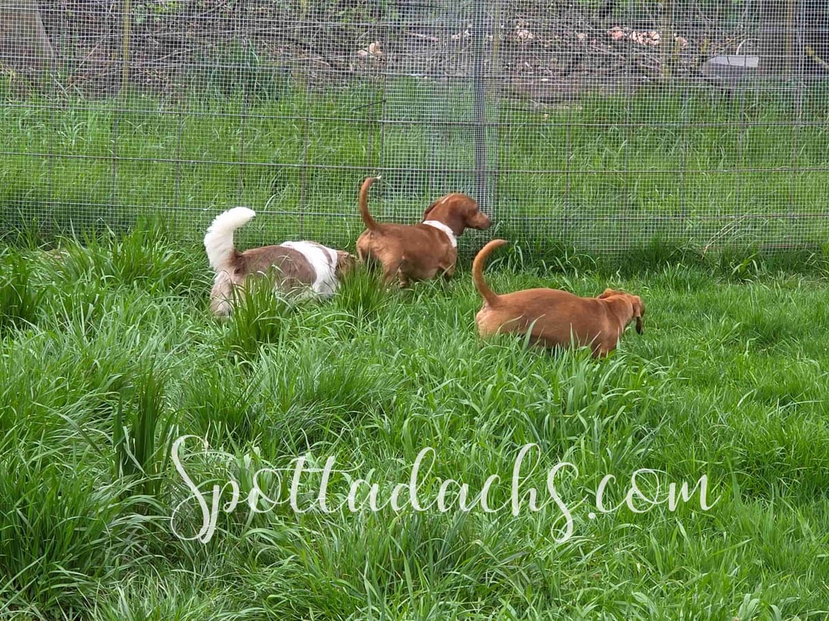 Lifetime Genetic Guarentee and support + live puppy cams breeder image 16