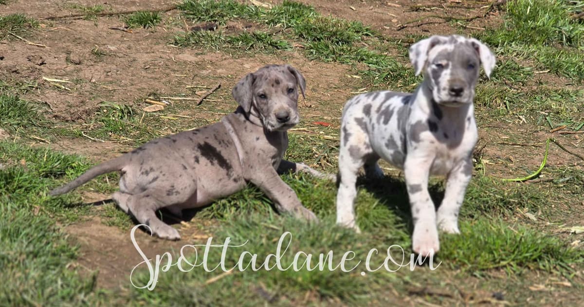 Lifetime Genetic Guarentee and support + live puppy cams breeder image 17