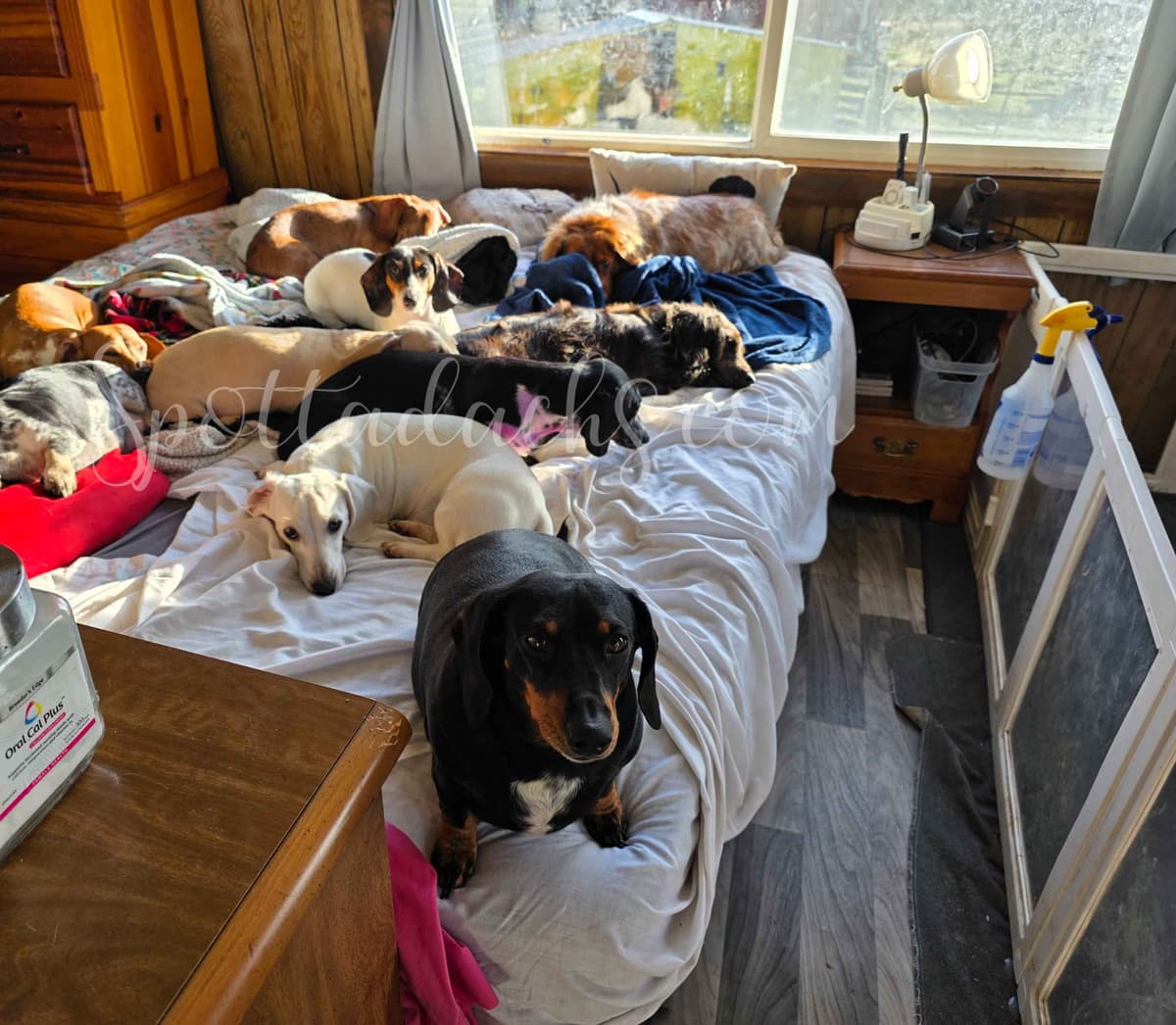 Lifetime Genetic Guarentee and support + live puppy cams breeder image 18