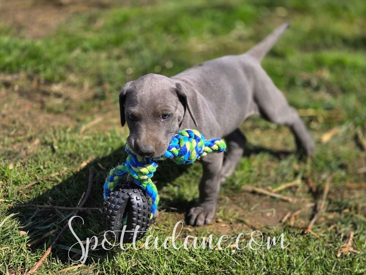 Lifetime Genetic Guarentee and support + live puppy cams breeder image 19