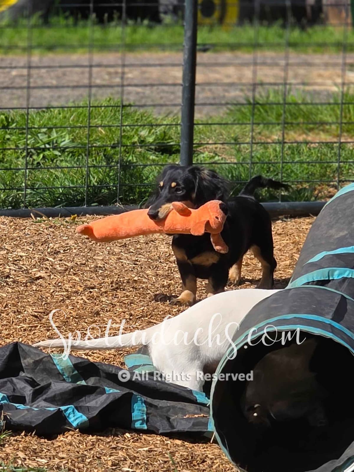 Lifetime Genetic Guarentee and support + live puppy cams breeder image 20