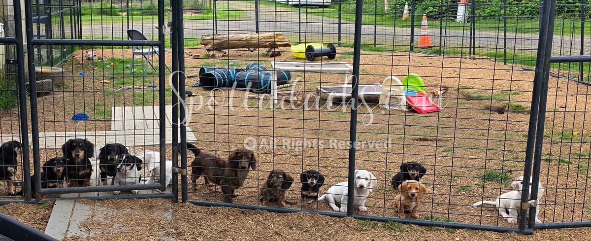Lifetime Genetic Guarentee and support + live puppy cams breeder image 21