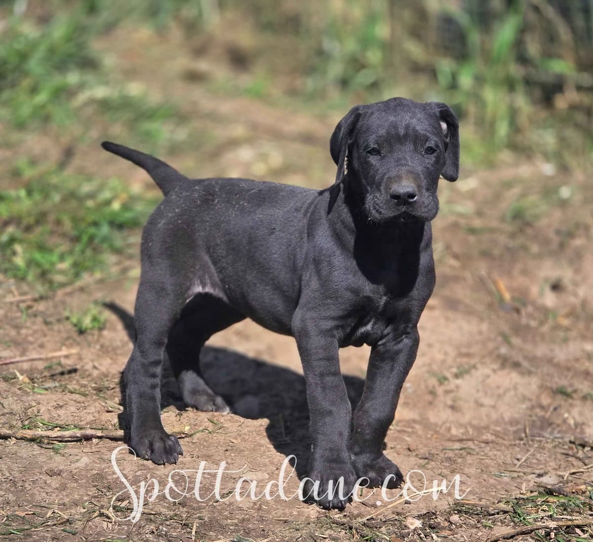 Lifetime Genetic Guarentee and support + live puppy cams breeder image 22