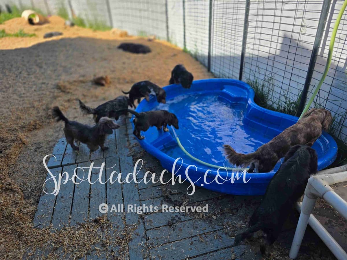 Lifetime Genetic Guarentee and support + live puppy cams breeder image 23