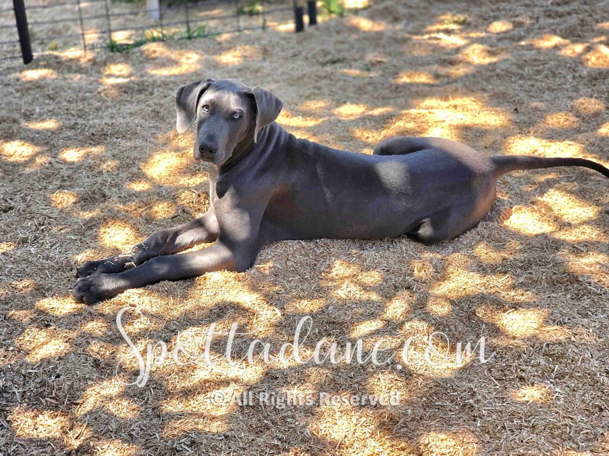 Lifetime Genetic Guarentee and support + live puppy cams breeder image 24