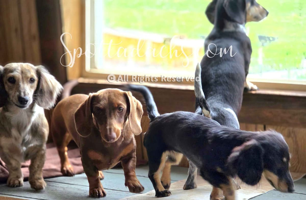 Lifetime Genetic Guarentee and support + live puppy cams breeder image 25