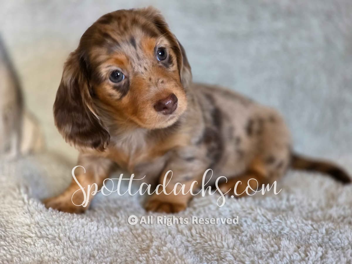 Lifetime Genetic Guarentee and support + live puppy cams breeder image 26