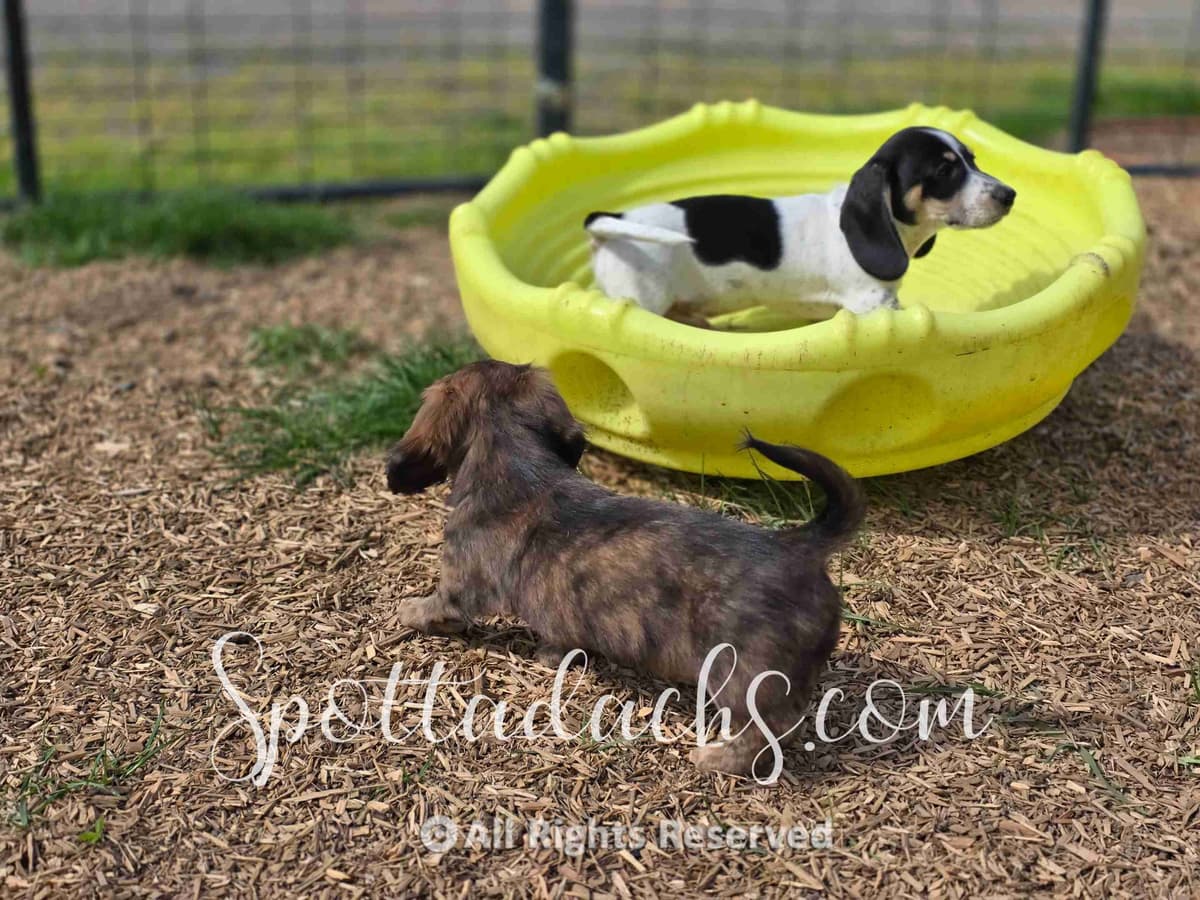 Lifetime Genetic Guarentee and support + live puppy cams breeder image 27
