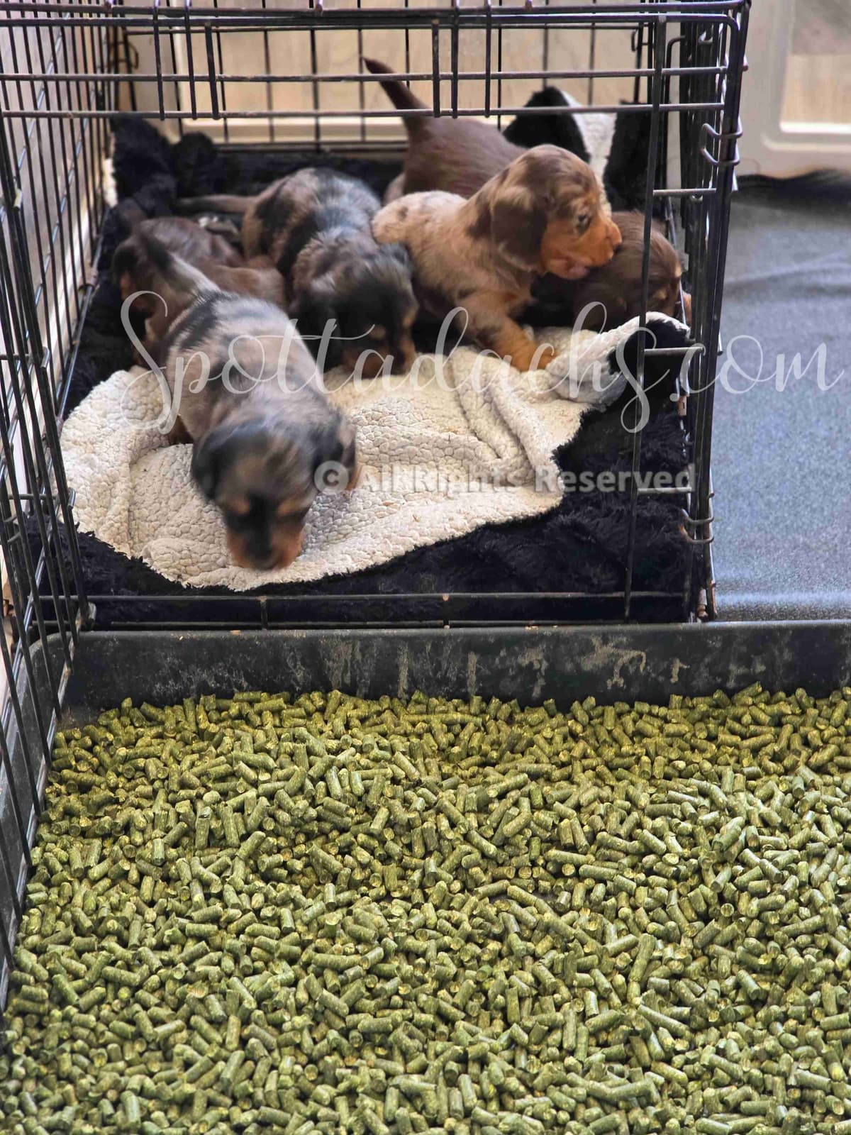 Lifetime Genetic Guarentee and support + live puppy cams breeder image 28