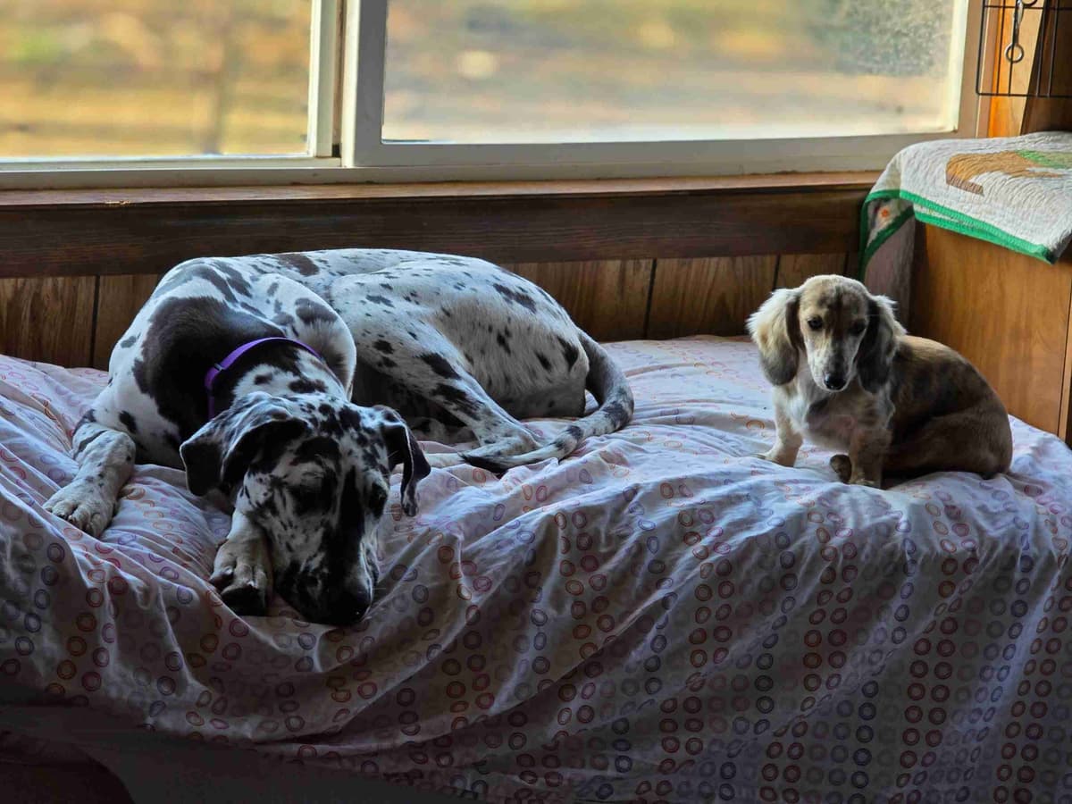 Lifetime Genetic Guarentee and support + live puppy cams breeder image 29