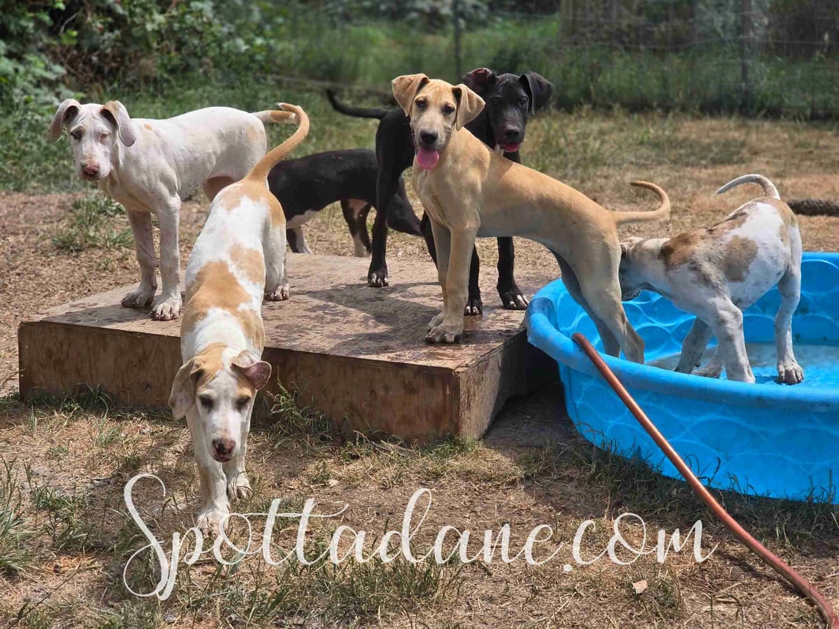 Lifetime Genetic Guarentee and support + live puppy cams breeder image 30