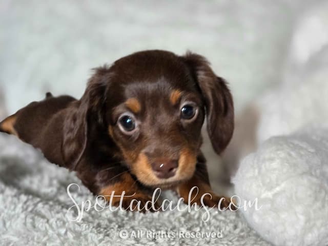 Lifetime Genetic Guarentee and support + live puppy cams media 3