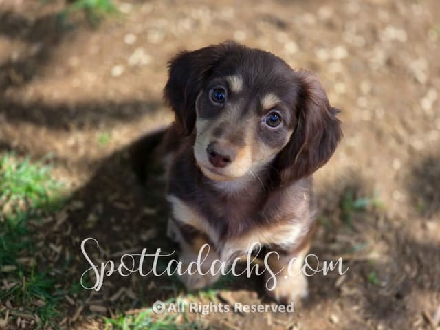Lifetime Genetic Guarentee and support + live puppy cams media 2