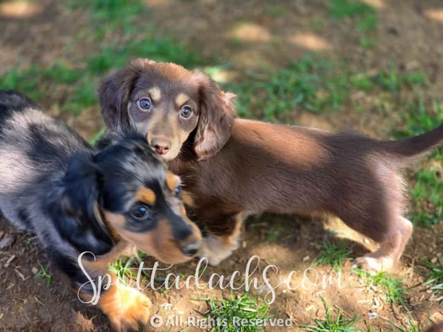 Lifetime Genetic Guarentee and support + live puppy cams media 4