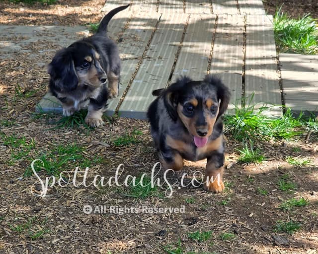 Lifetime Genetic Guarentee and support + live puppy cams media 6