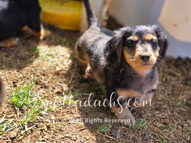 Lifetime Genetic Guarentee and support + live puppy cams media 7