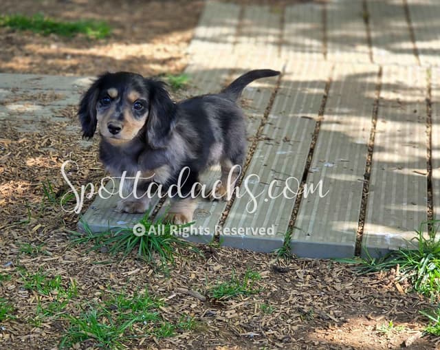 Lifetime Genetic Guarentee and support + live puppy cams media 8