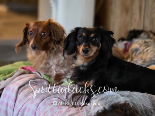 Lifetime Genetic Guarentee and support + live puppy cams media 9