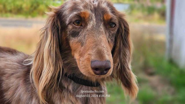 Lifetime Genetic Guarentee and support + live puppy cams media 10