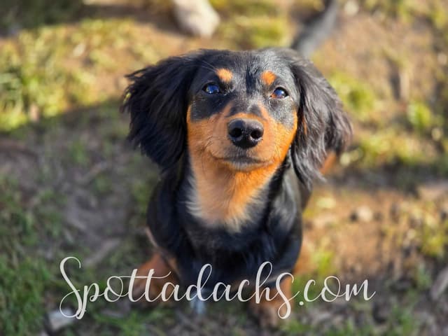 Lifetime Genetic Guarentee and support + live puppy cams media 11