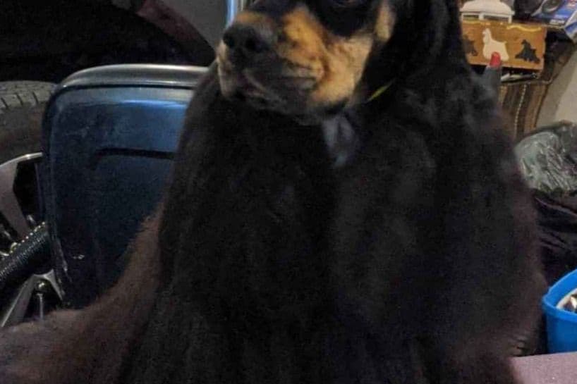 Cocker Spaniel Puppies breeder image 2