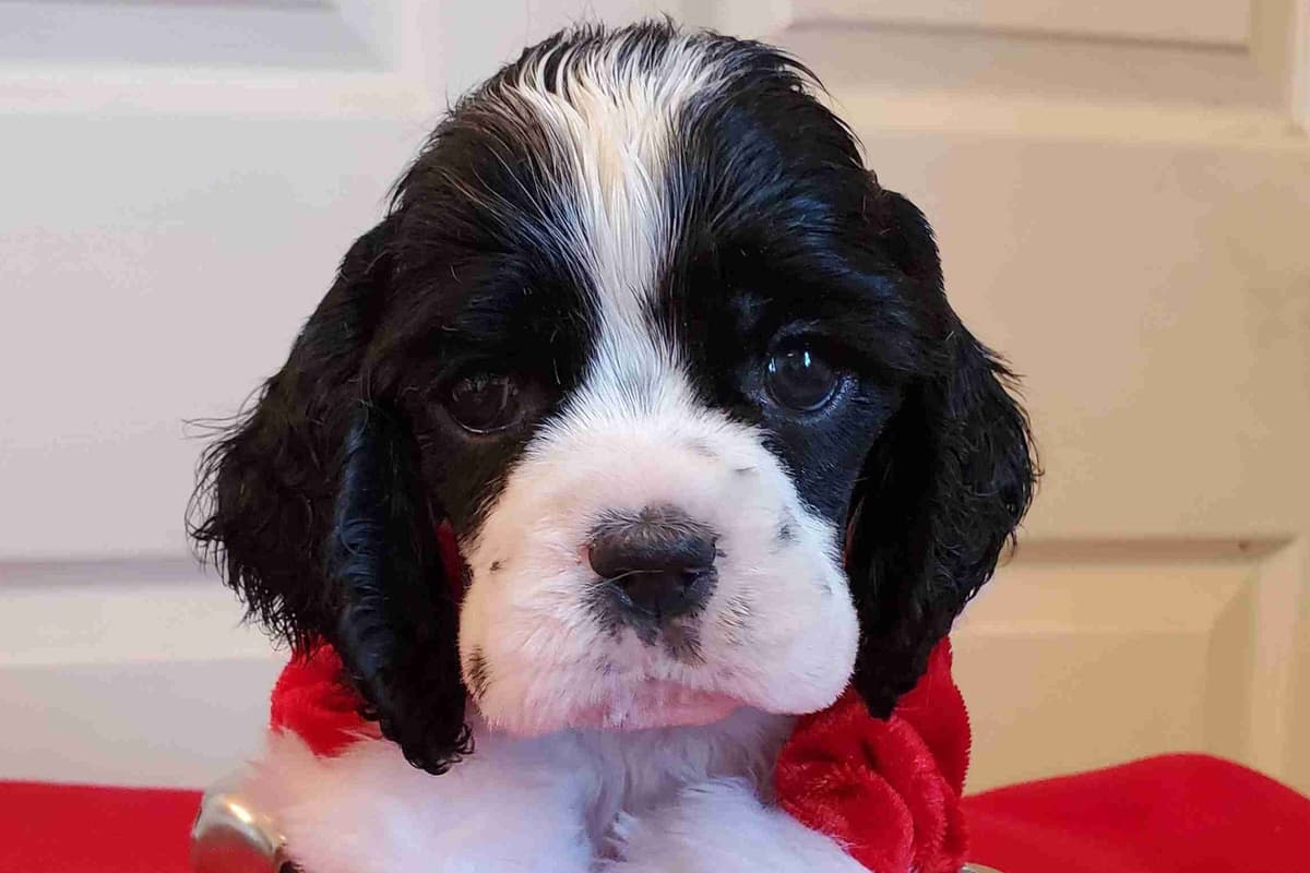 Cocker Spaniel Puppies breeder image 5
