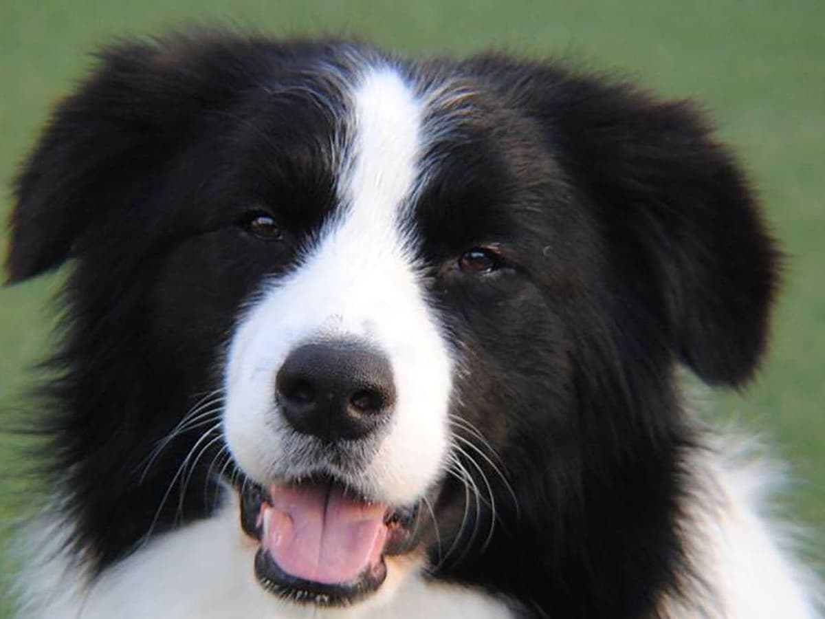 Border Collies with Imported lines breeder image 1