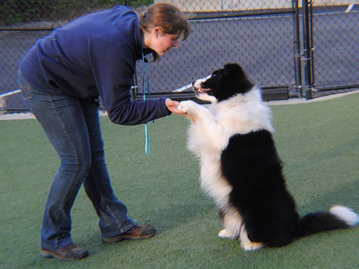 Border Collies with Imported lines breeder image 5
