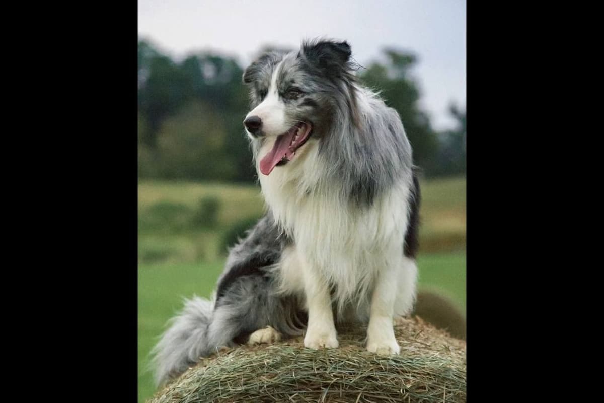 Border Collies with Imported lines breeder image 4