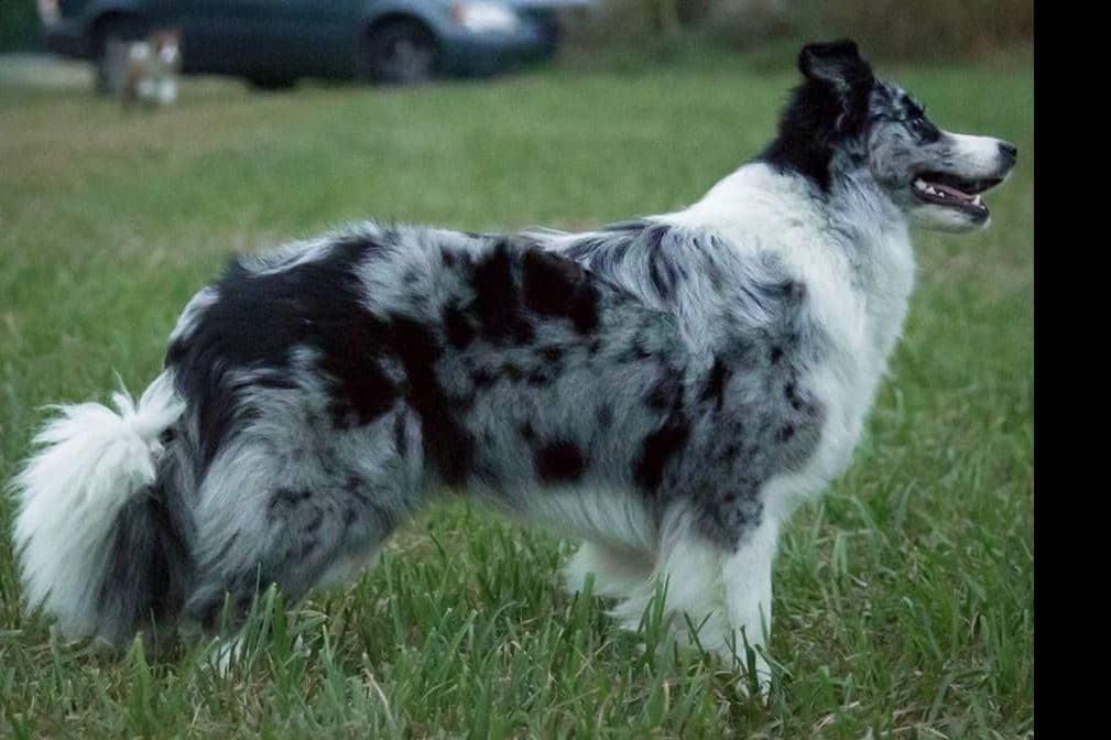 Border Collies with Imported lines breeder image 3