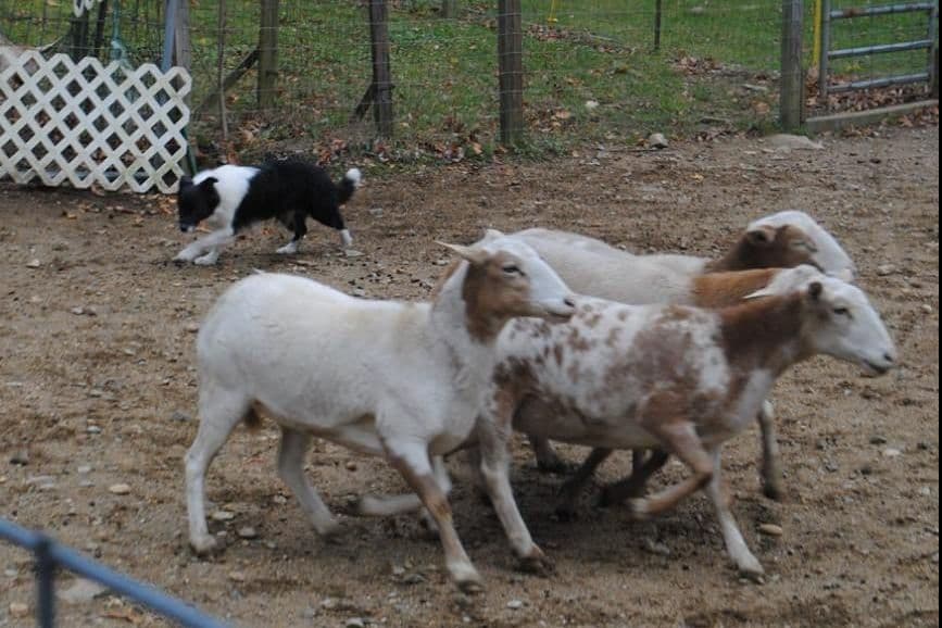 Border Collies with Imported lines breeder image 2