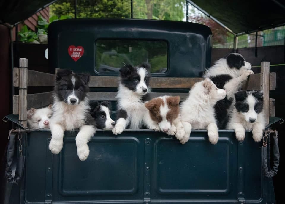 Border Collies with Imported lines breeder image 7