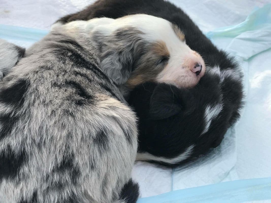 Border Collies with Imported lines breeder image 8