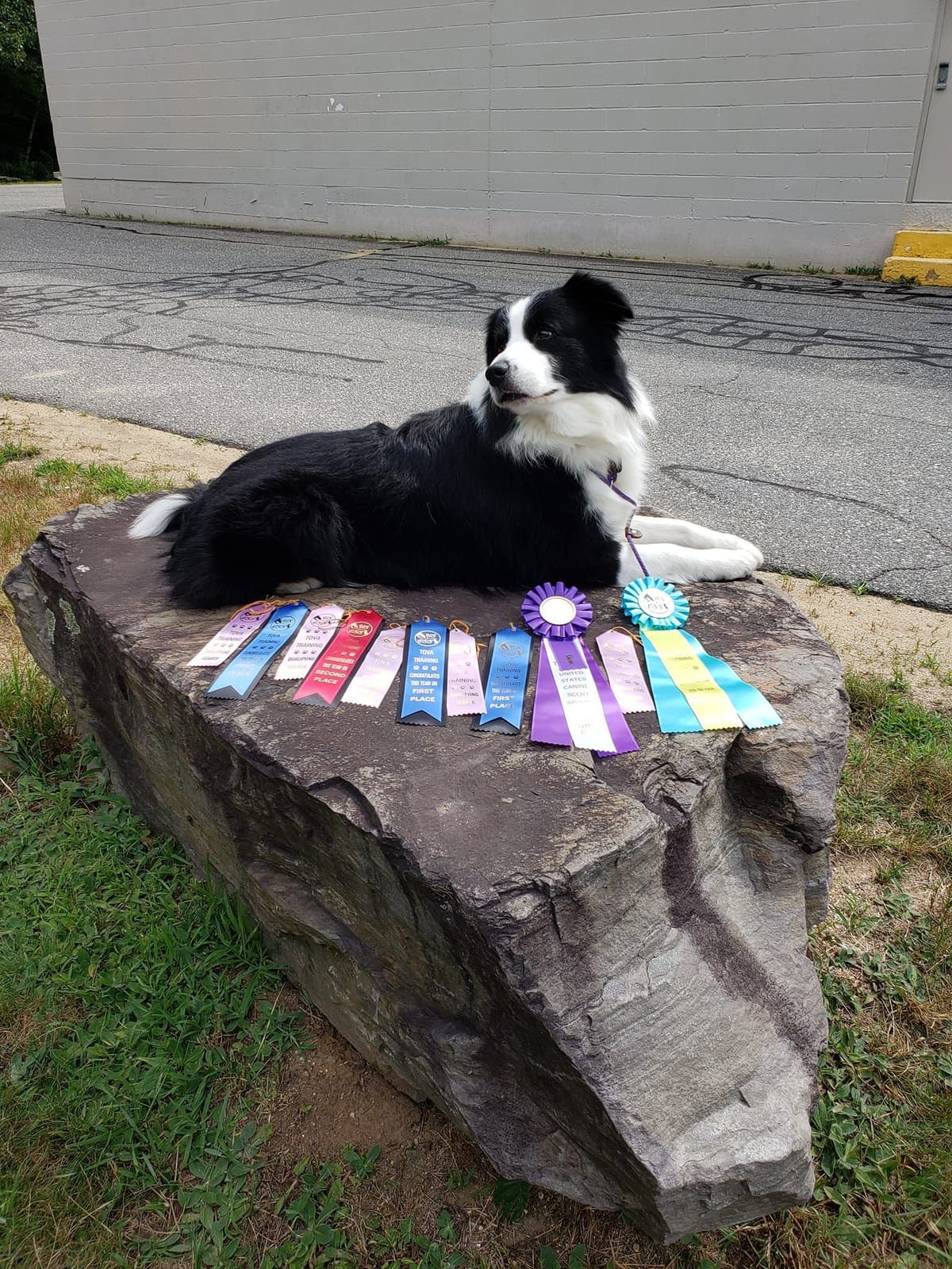 Border Collies with Imported lines breeder image 9